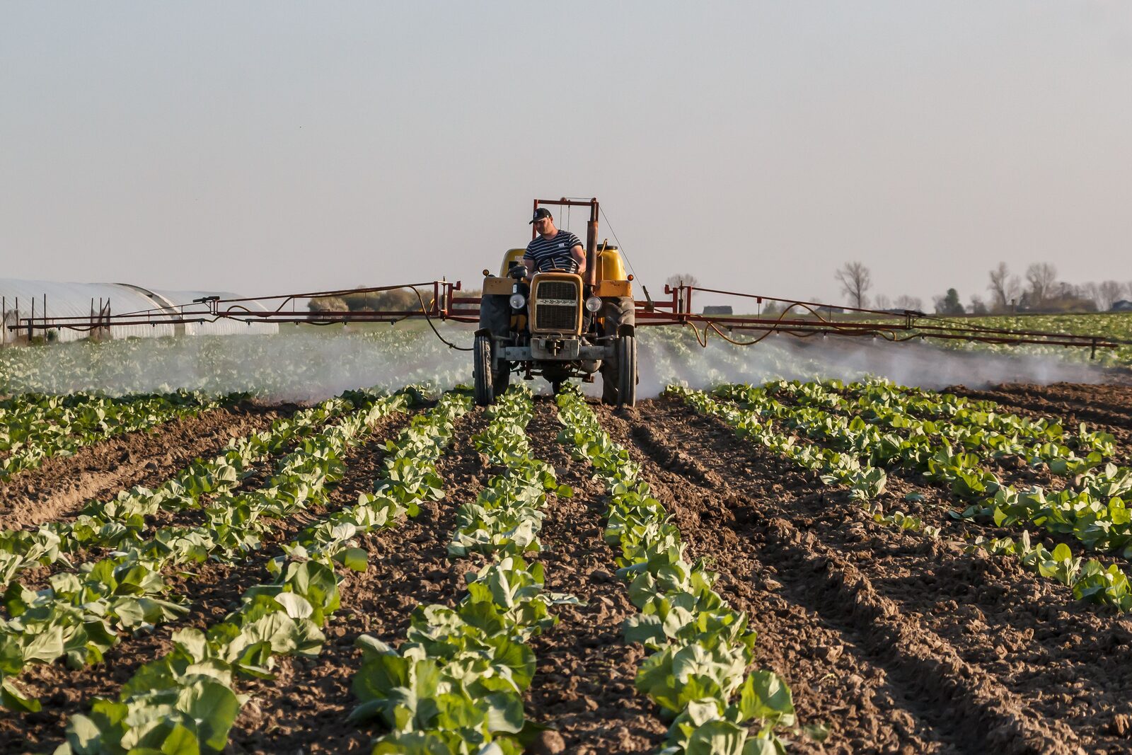 Agricultural tractor with crop spraying equipment working in a field